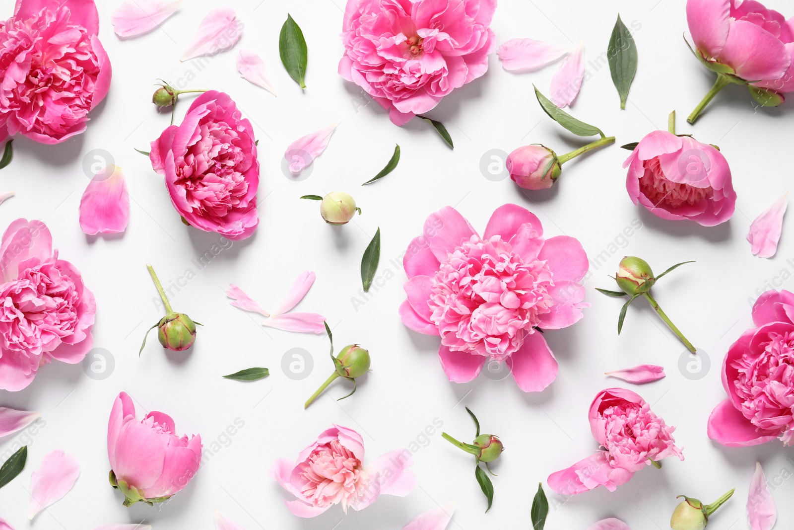 Photo of Beautiful peony flowers on white background, top view