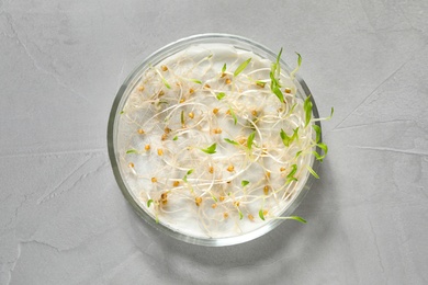 Photo of Germination and energy analysis of mustard seeds in Petri dish on light table, top view. Laboratory research