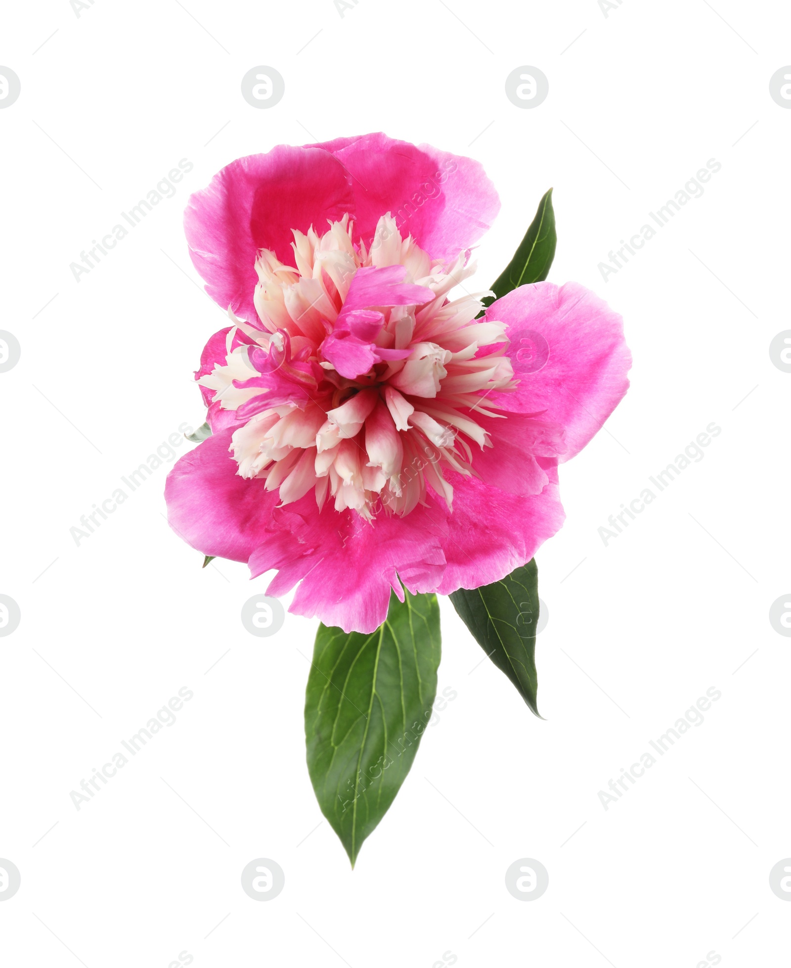 Photo of Beautiful pink peony flower isolated on white