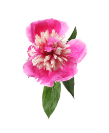 Photo of Beautiful pink peony flower isolated on white