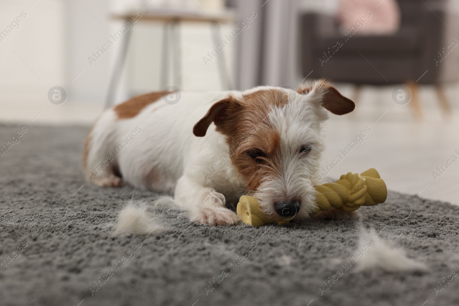 Photo of Cute dog playing with toy on carpet with pet hair at home