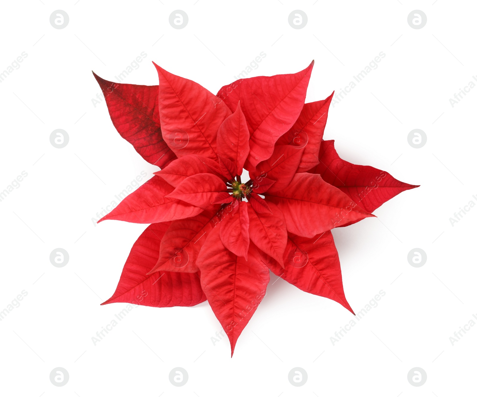 Photo of Beautiful Poinsettia isolated on white, top view. Traditional Christmas flower