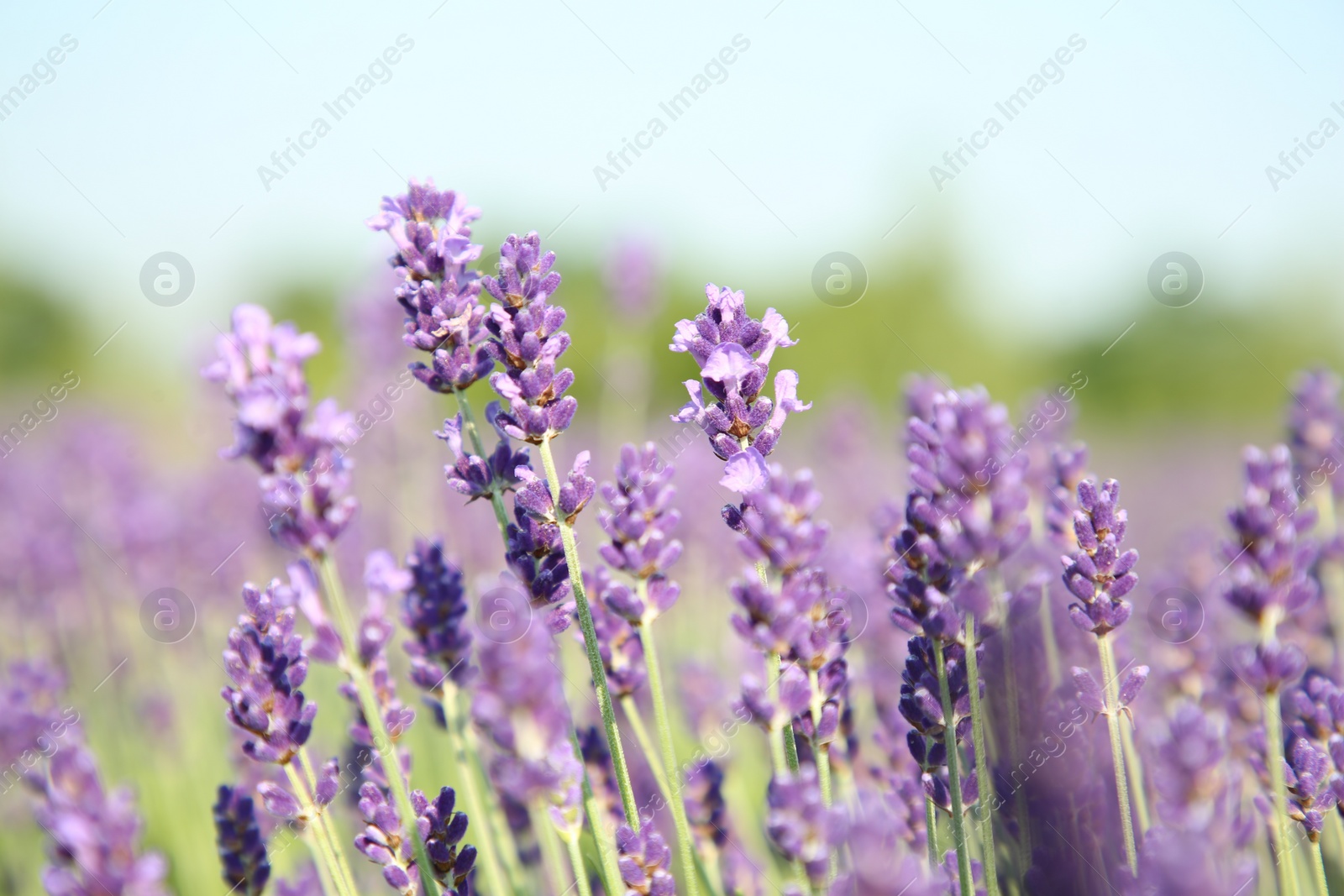 Photo of Beautiful blooming lavender growing in field, closeup