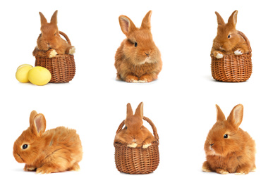 Image of Collage with adorable fluffy Easter bunnies on white background