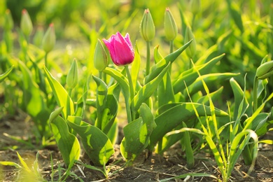 Photo of Beautiful fresh tulip with water drops on field. Blooming spring flowers