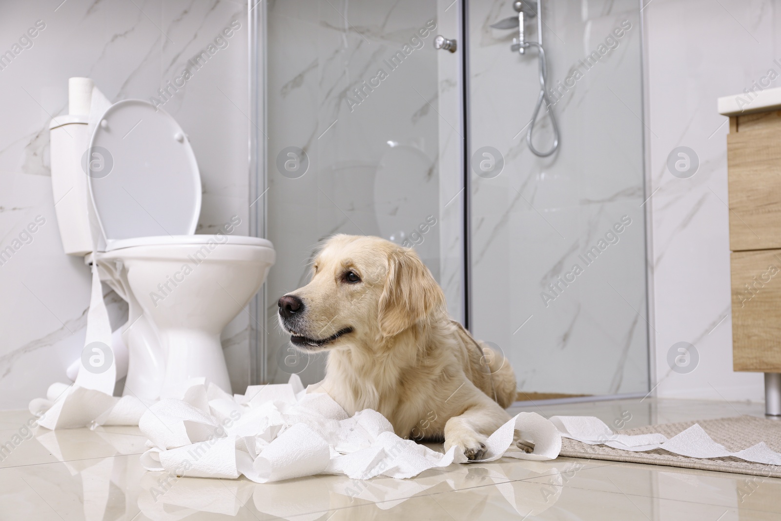 Photo of Cute Golden Labrador Retriever playing with toilet paper in bathroom