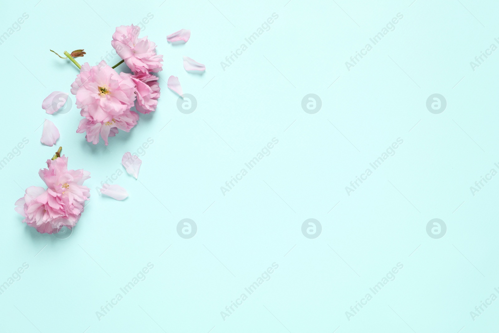 Photo of Beautiful sakura tree blossoms on turquoise background, flat lay. Space for text