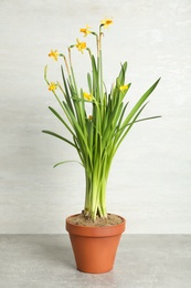 Photo of Beautiful narcissuses in flowerpot on light grey stone table