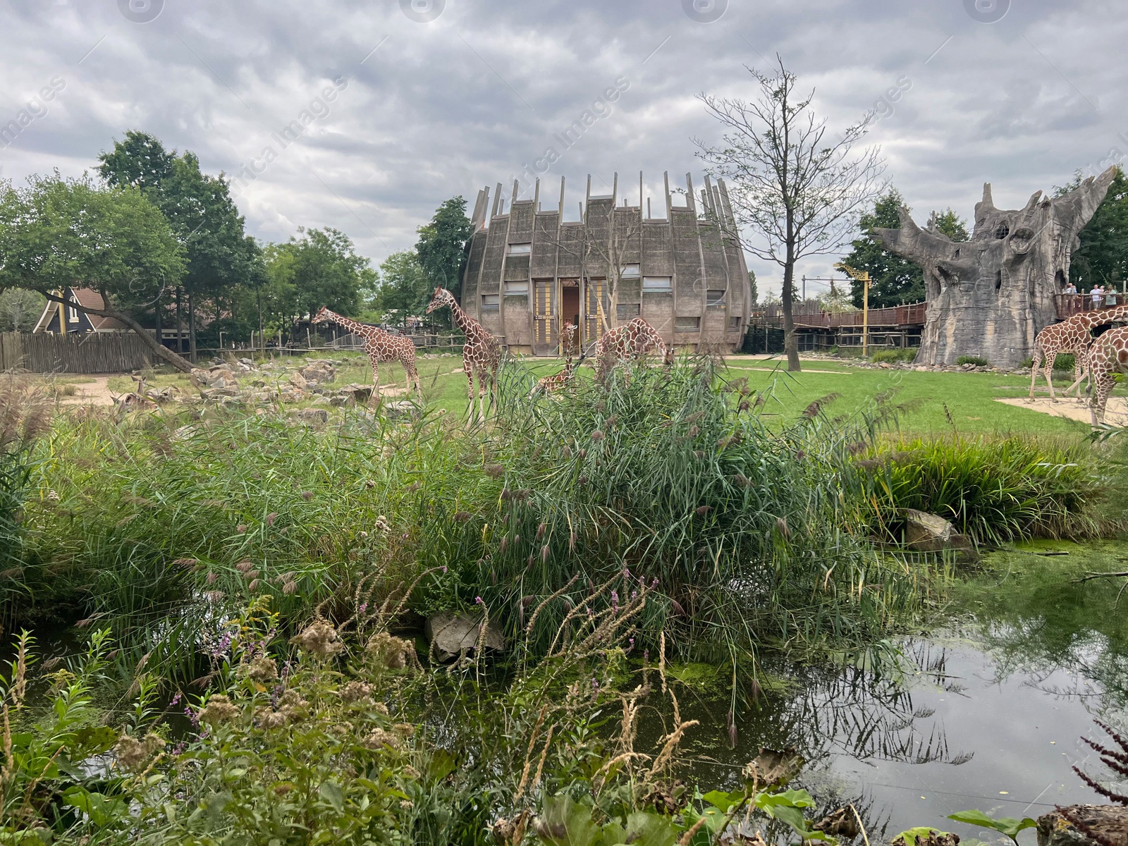 Photo of Rotterdam, Netherlands - August 27, 2022: Group of beautiful giraffes in zoo enclosure