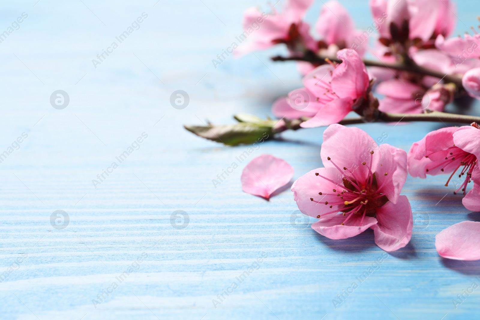 Photo of Beautiful sakura tree blossoms on light blue wooden background, closeup. Space for text