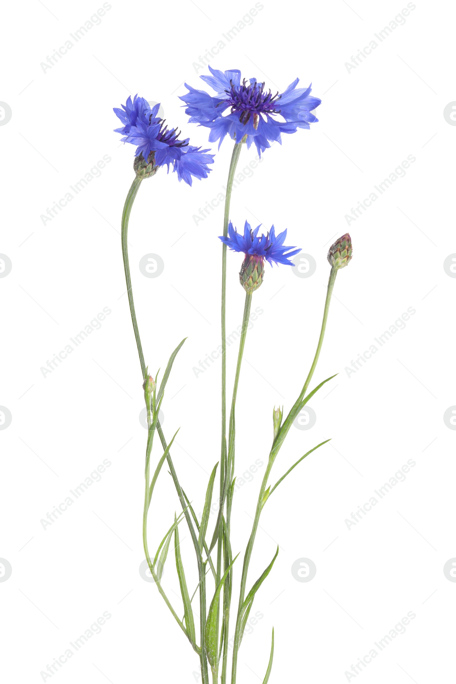 Photo of Beautiful light blue cornflowers isolated on white