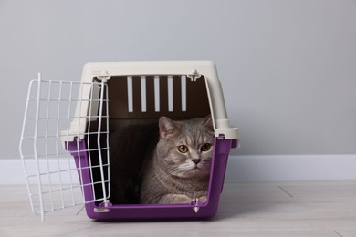 Photo of Travel with pet. Cute cat in carrier on floor near grey wall indoors, space for text