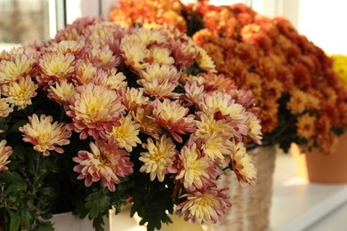 Photo of Beautiful potted chrysanthemum flowers on windowsill indoors, closeup