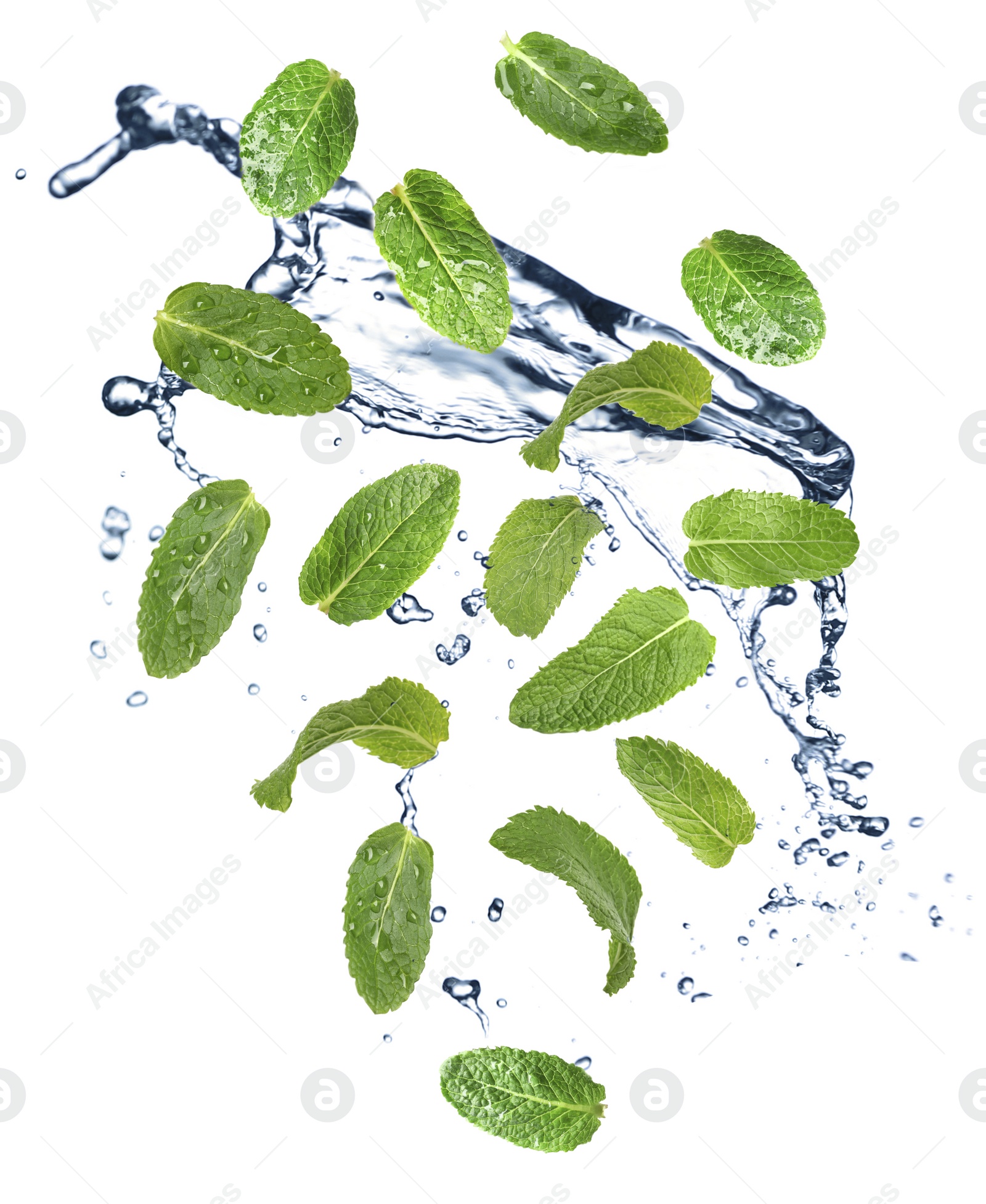 Image of Set of flying green mint leaves with splash of water on white background