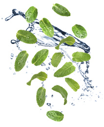 Image of Set of flying green mint leaves with splash of water on white background