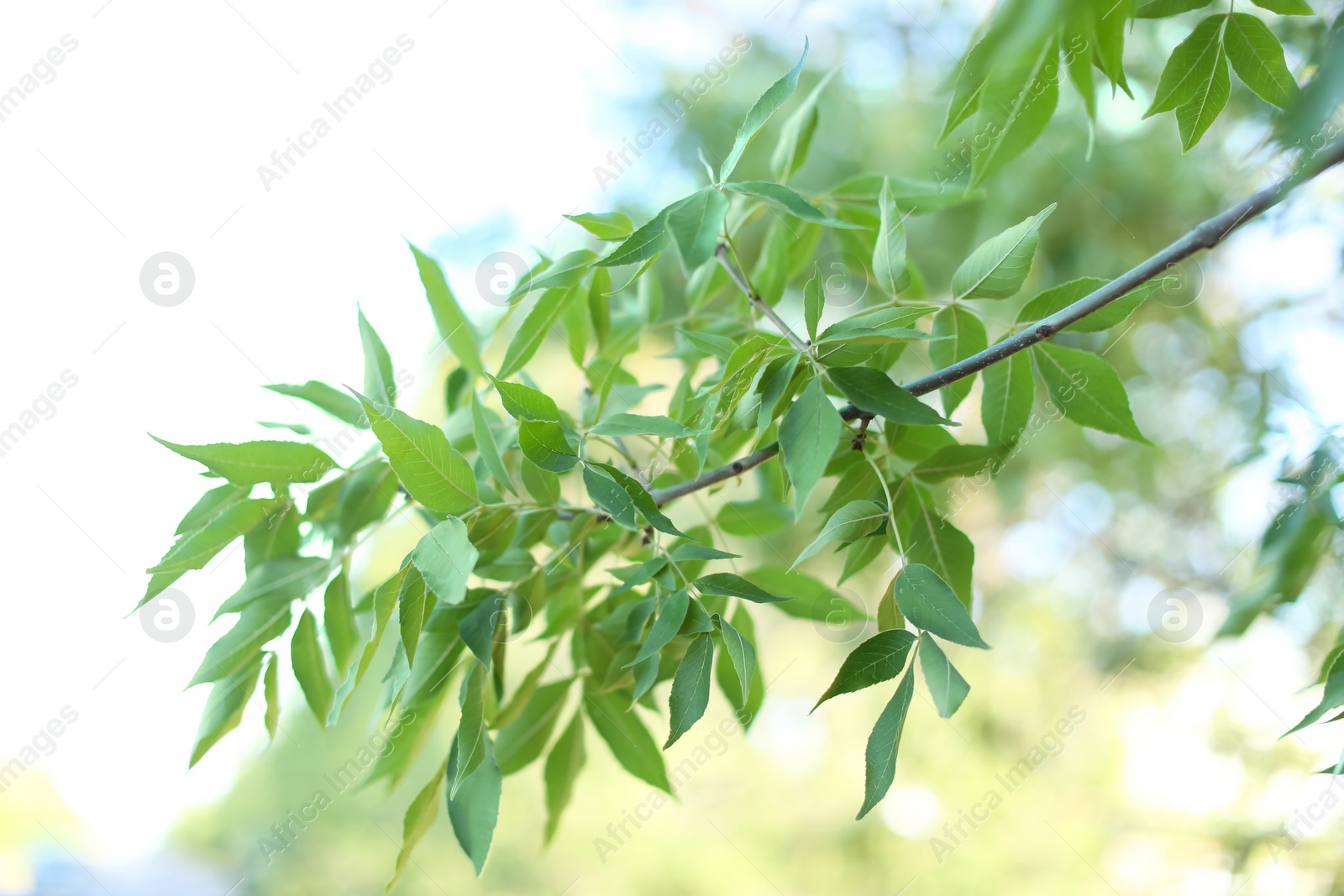 Photo of Beautiful tree branch with green leaves outdoors, closeup