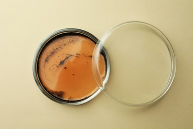 Photo of Petri dish with bacteria colony on beige background, top view