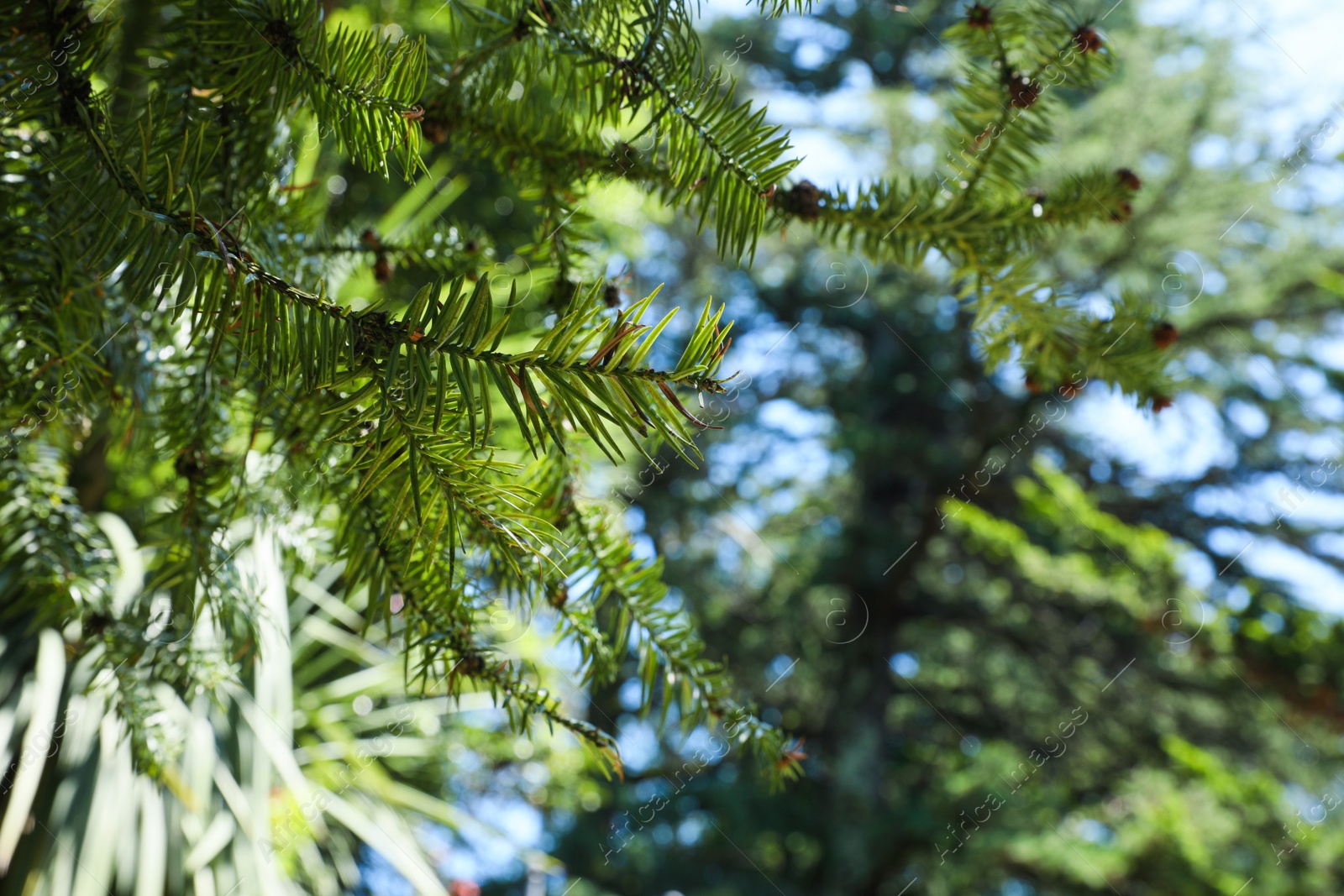 Photo of Beautiful branches of coniferous tree in park, closeup. Space for text