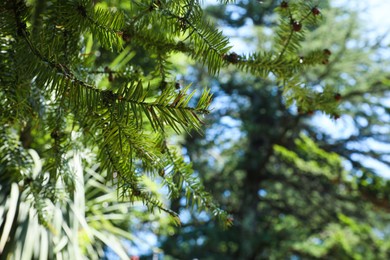 Photo of Beautiful branches of coniferous tree in park, closeup. Space for text