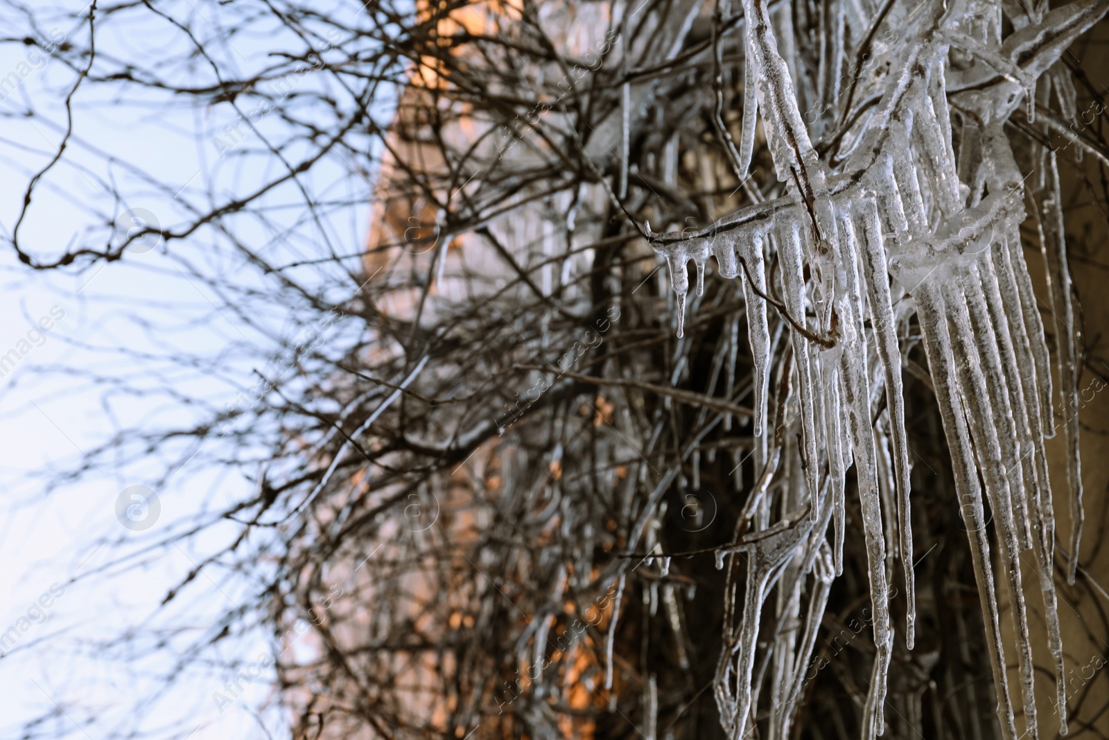 Photo of Tree branches covered with ice outdoors in winter, closeup