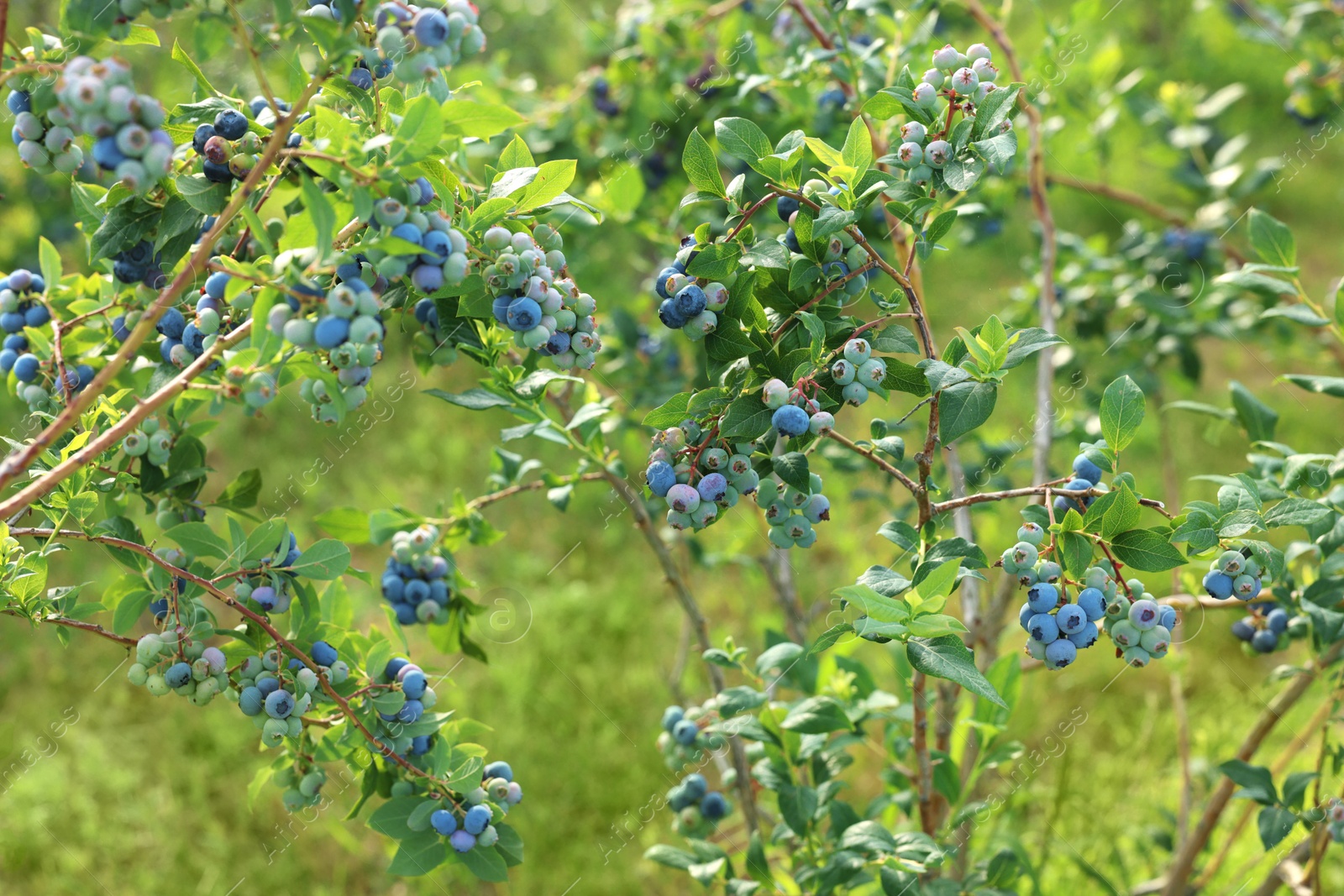 Photo of Bush of wild blueberry with berries growing outdoors