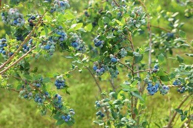 Bush of wild blueberry with berries growing outdoors