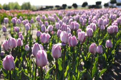 Beautiful blooming tulips in field on sunny day