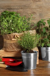 Photo of Different aromatic potted herbs, chili peppers and shovel on wooden table