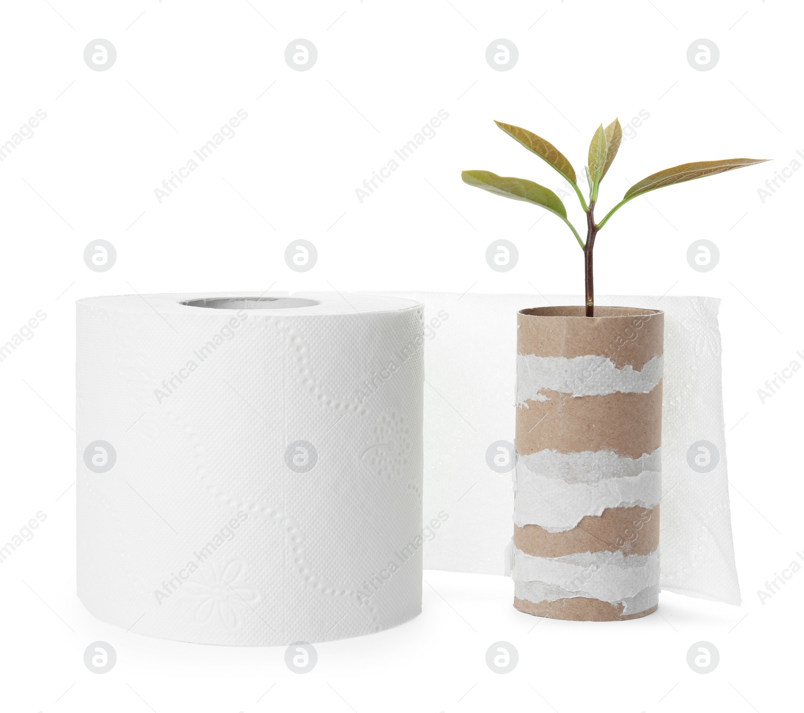 Image of Full and empty toilet paper rolls and plant on white background