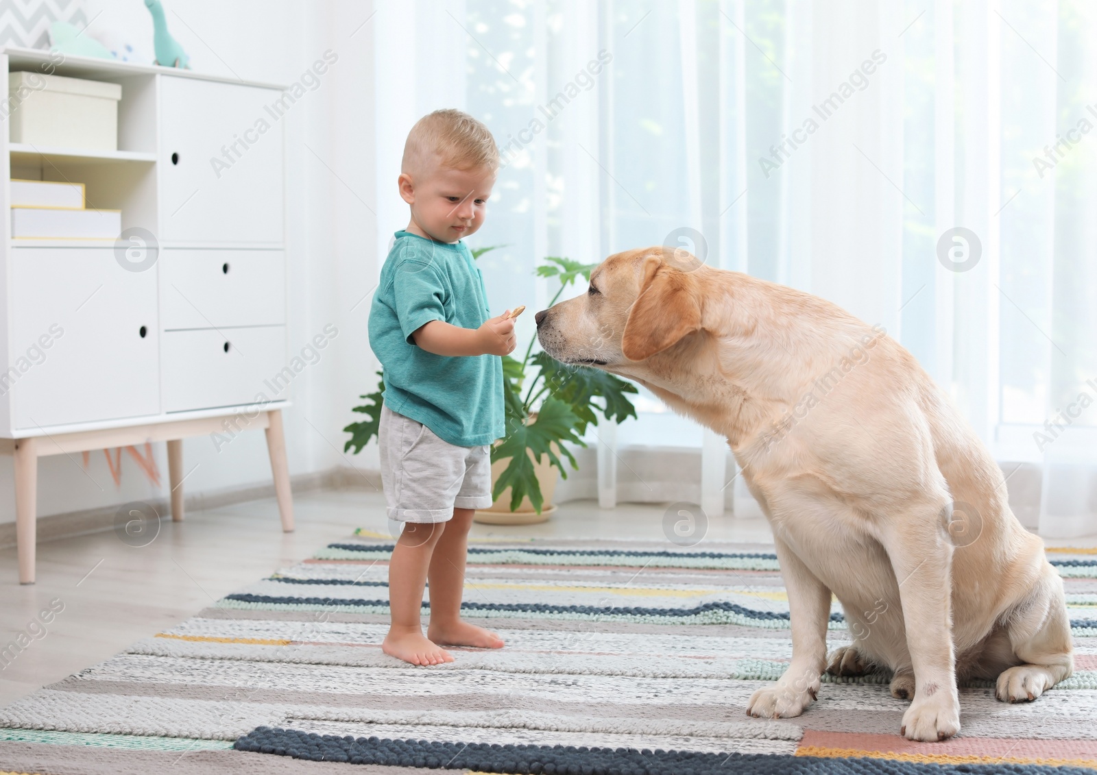 Photo of Adorable yellow labrador retriever and little boy at home