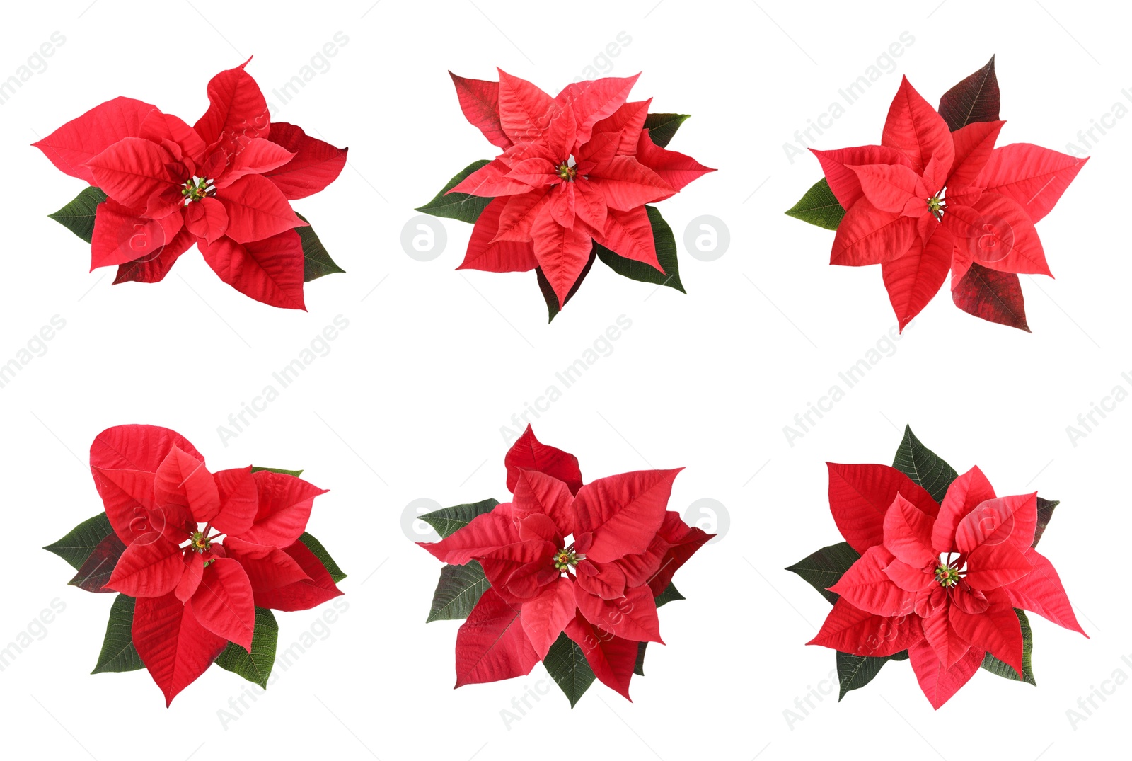 Image of Set of poinsettias on white background. top view. Christmas traditional flower