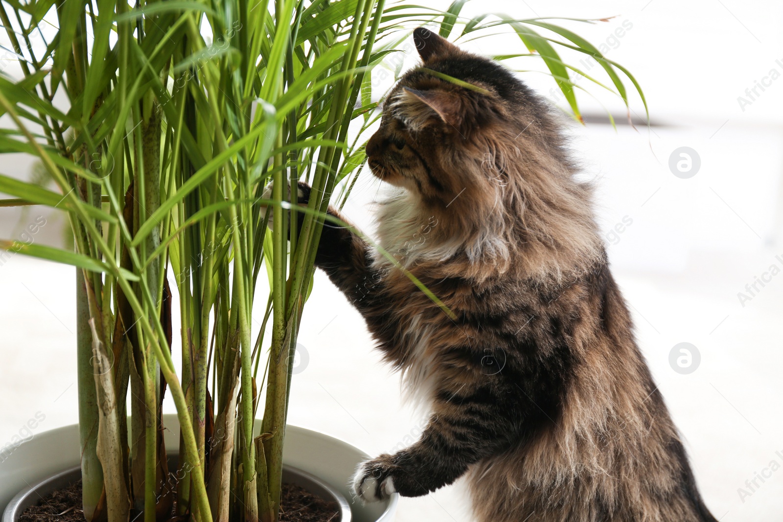 Photo of Adorable cat playing with houseplant on floor at home