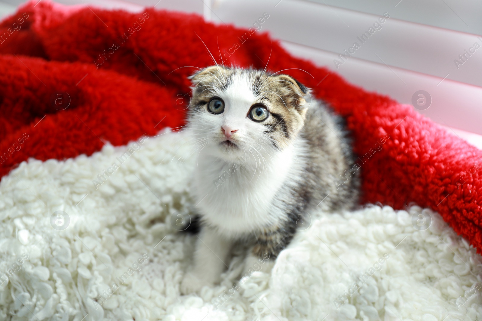 Photo of Adorable little kitten sitting on blanket near window indoors