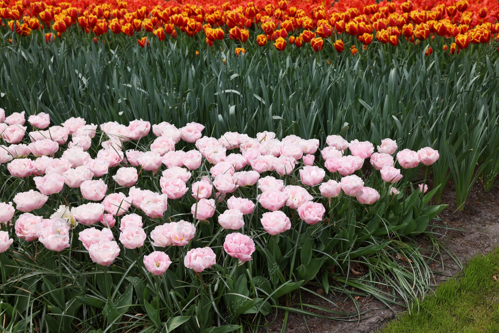 Photo of Many beautiful tulip flowers growing outdoors. Spring season