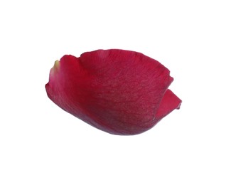 Photo of Red rose flower petal on white background