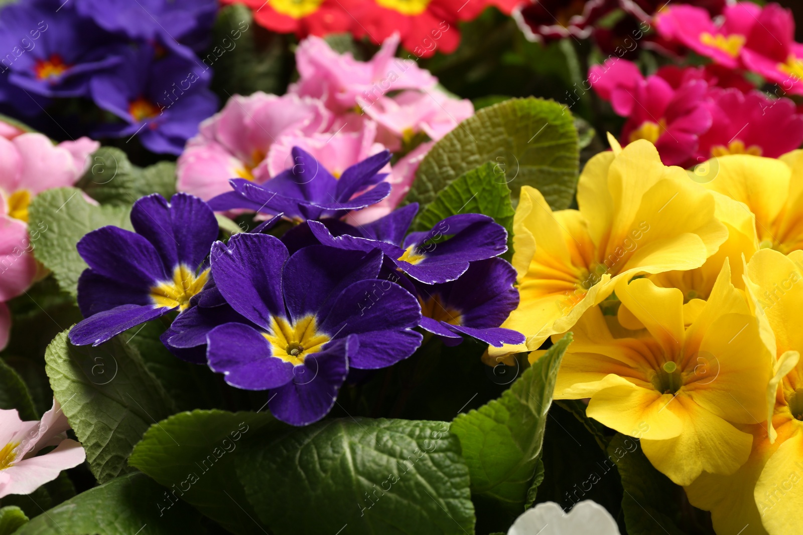 Photo of Beautiful primula (primrose) plants with colorful flowers as background, closeup. Spring blossom