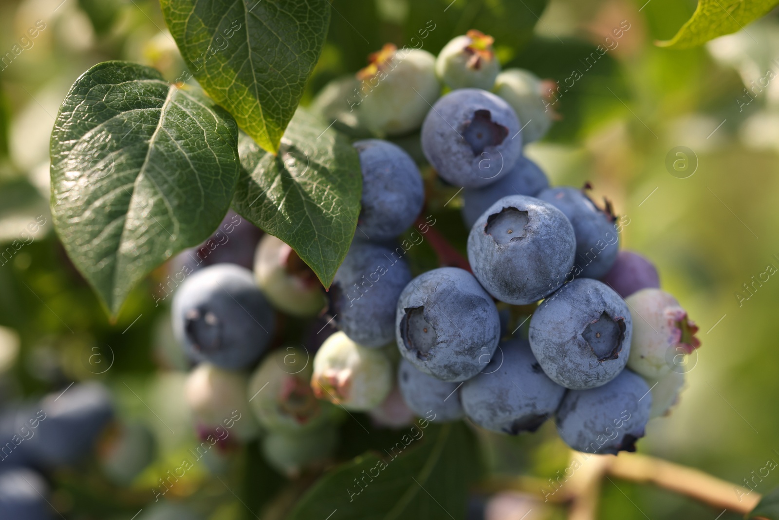 Photo of Wild blueberries growing outdoors, closeup. Seasonal berries