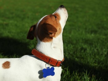 Photo of Beautiful Jack Russell Terrier in dog collar with metal tag on green grass outdoors