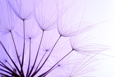 Photo of Dandelion seeds on color background, close up