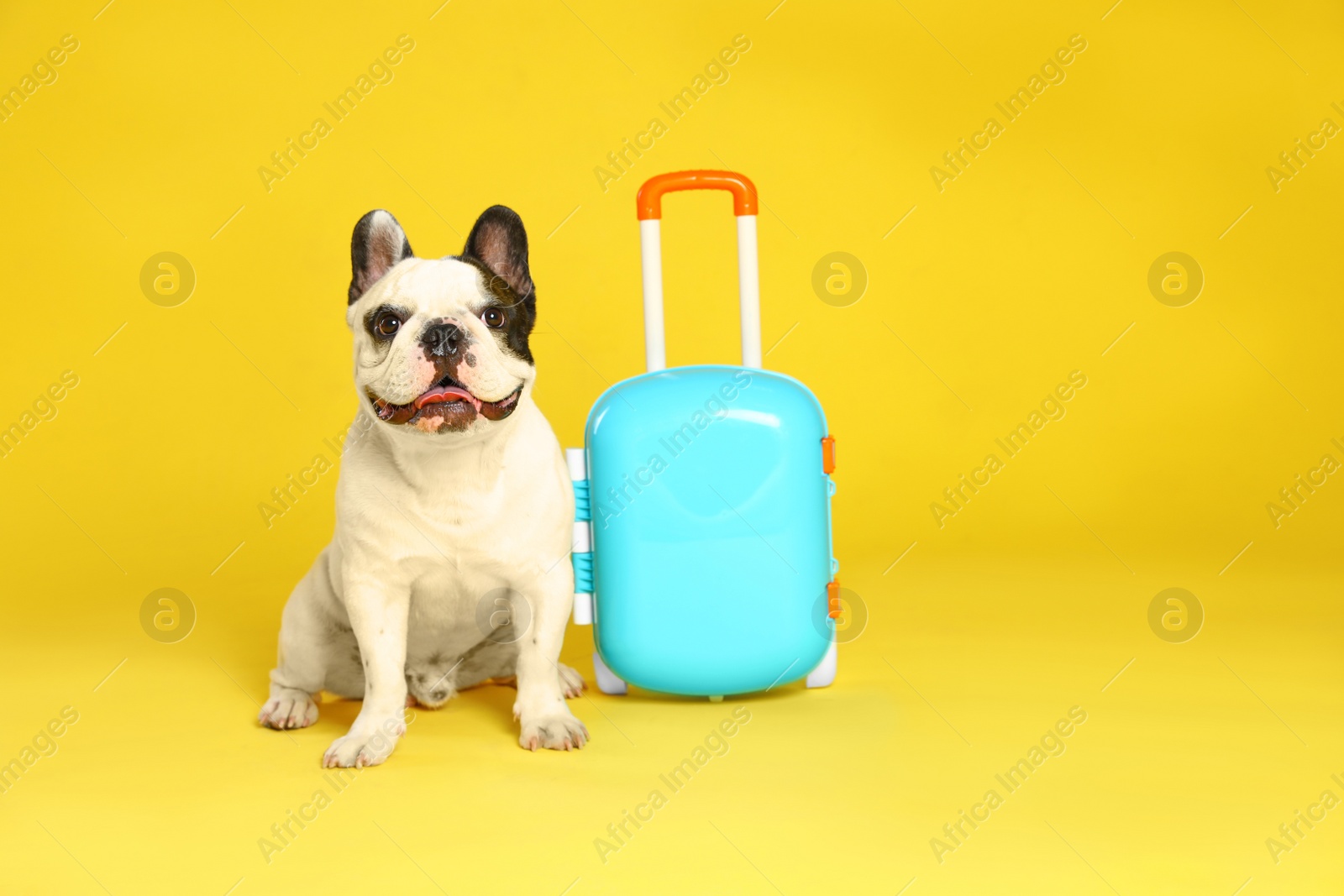 Photo of French bulldog with little suitcase on yellow background. Space for text