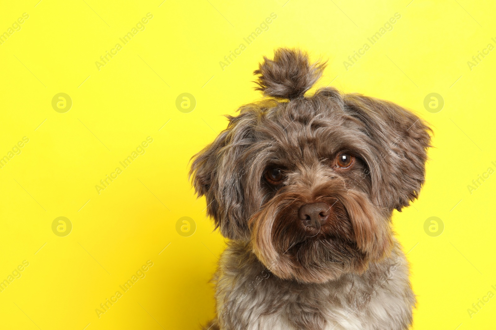 Photo of Cute Maltipoo dog on yellow background, space for text. Lovely pet