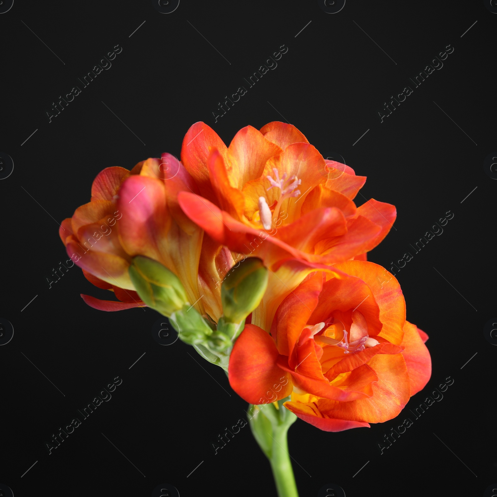 Photo of Beautiful bright freesia flower on dark background