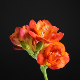 Photo of Beautiful bright freesia flower on dark background