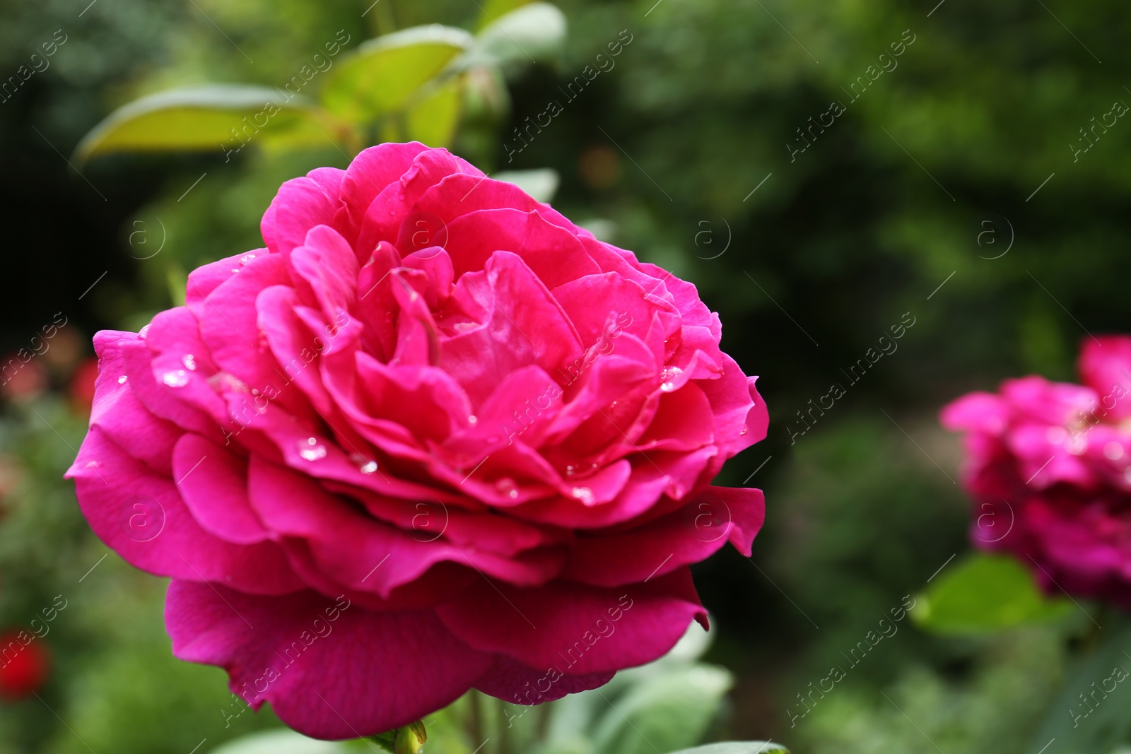 Photo of Beautiful pink rose flower with dew drops in garden, closeup