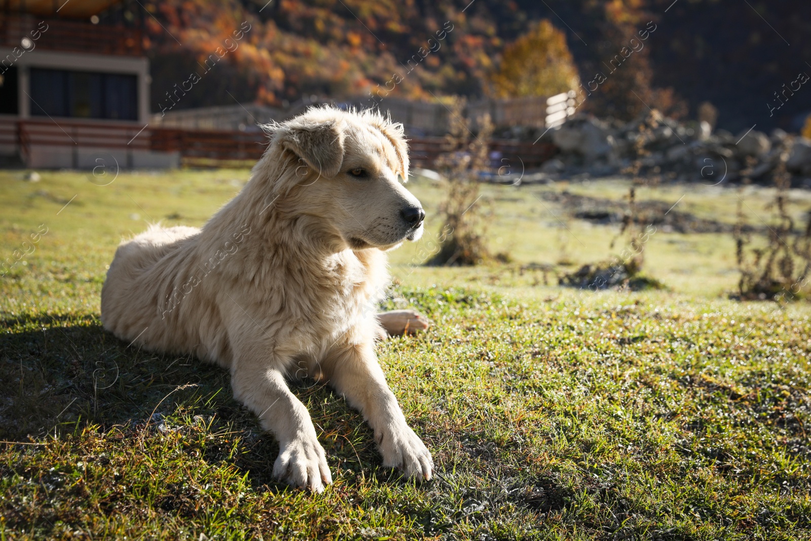 Photo of Adorable dog in mountains on sunny day