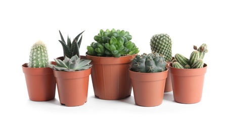 Photo of Different succulent plants in pots isolated on white. Home decor