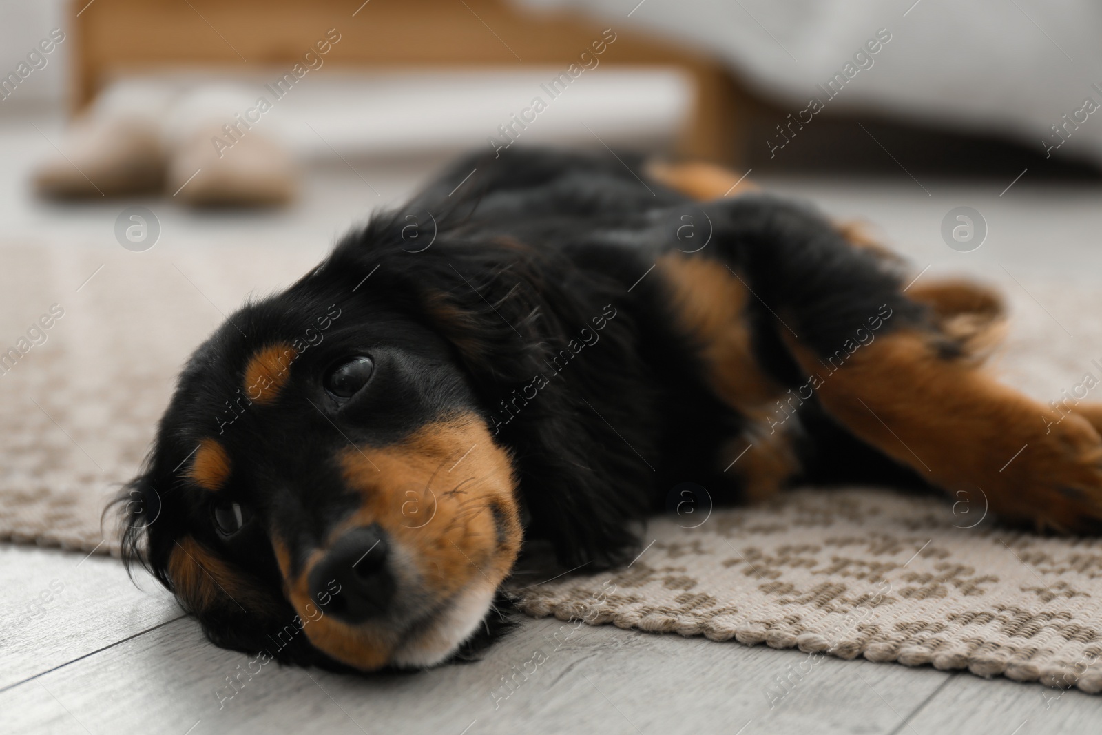 Photo of Cute dog relaxing on rug at home, closeup. Friendly pet