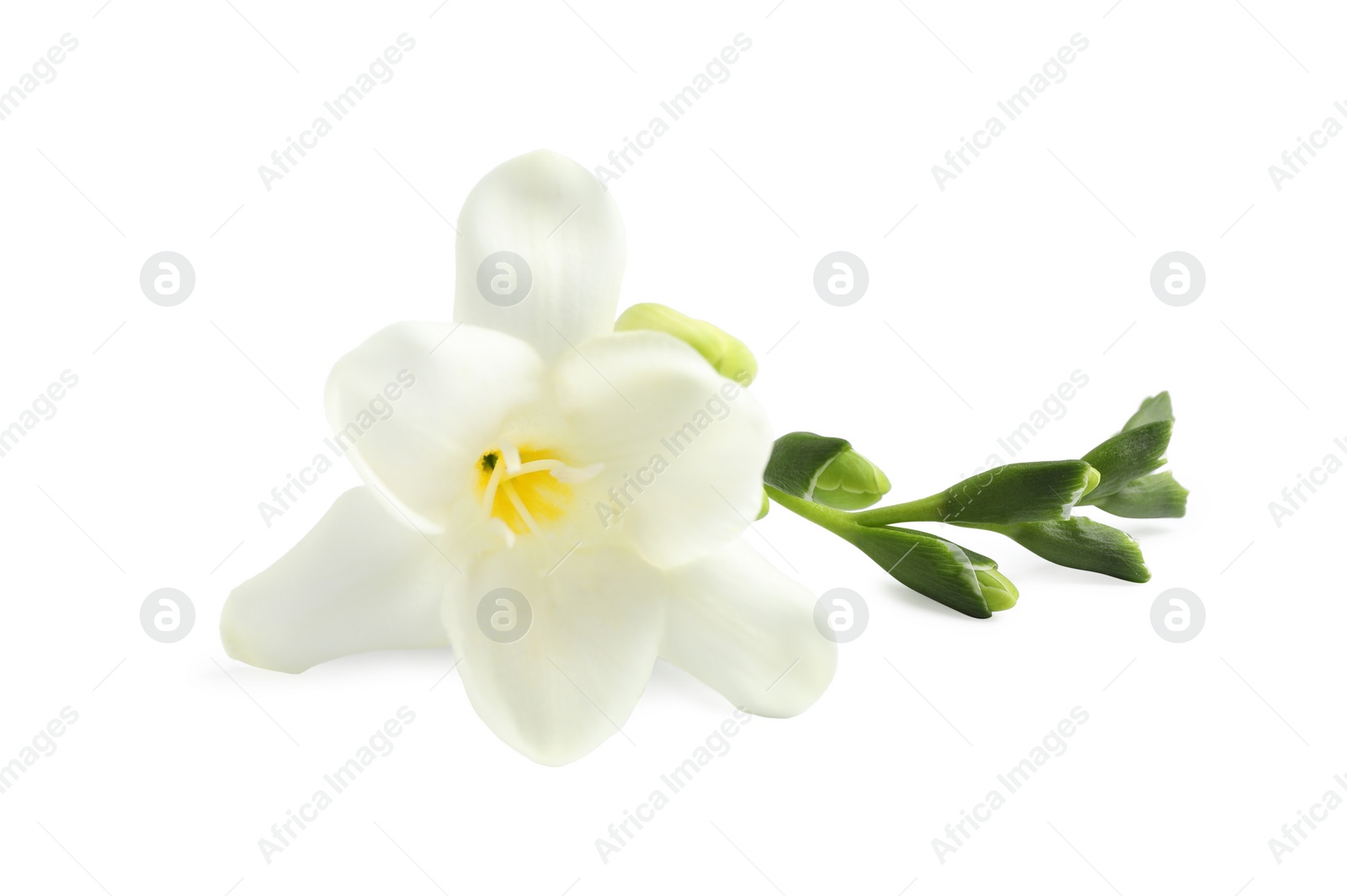 Photo of Beautiful tender freesia flowers on white background