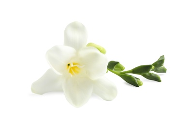 Photo of Beautiful tender freesia flowers on white background