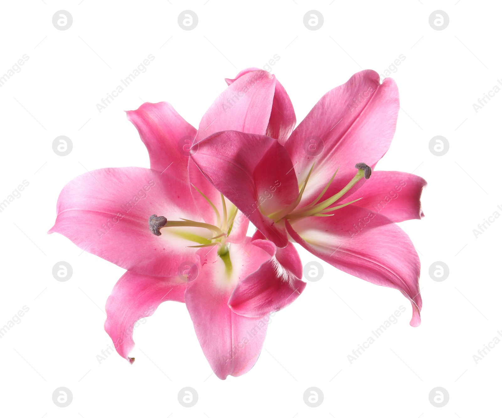 Photo of Beautiful pink lily flowers isolated on white